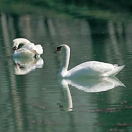 Apartment In Near And Islands *