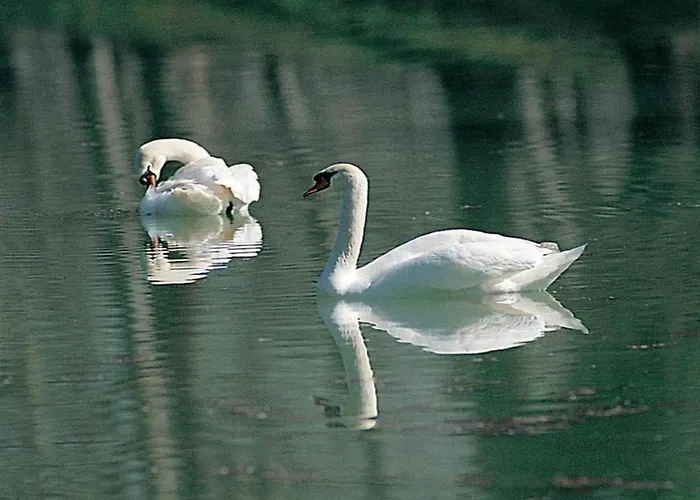 Apartment In Near And Islands *